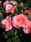 Preview: Strauchrose Limeszauber